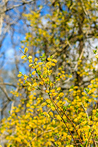 绿色的柳枝摄影照片_俄罗斯春季的柳枝