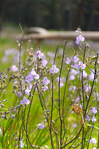 甜美花朵摄影照片_凤头娜迦花，甜美的紫色花朵
