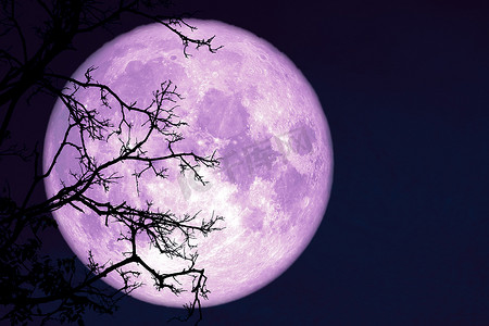 满月虫月回到夜空中的剪影植物和树木