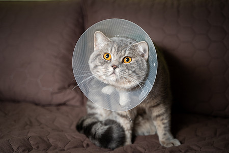 生病的灰色苏格兰直种猫戴着宠物医用项圈锥体伊丽莎白时代的项圈，以避免在家里舔。