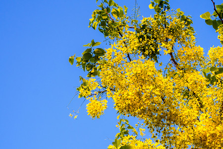 金色的雨，夏季的黄色花朵