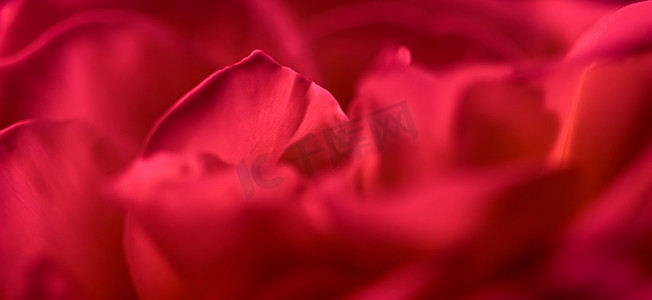 红色邀请卡摄影照片_植物学概念，邀请卡-柔和的焦点，抽象花卉背景，红玫瑰花。