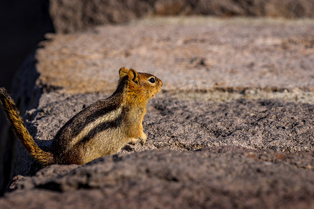 火山口湖国家公园的金毛地松鼠
