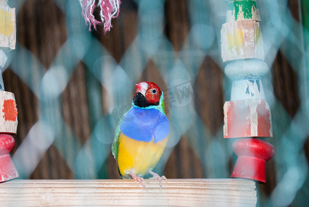 相爱的鸟摄影照片_黄色、蓝色和绿色的国内明亮的鸟。