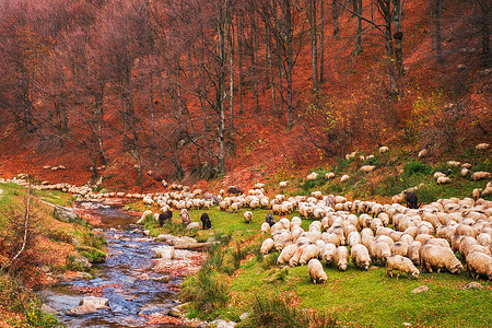 奥特附近河岸上的羊群和驴群