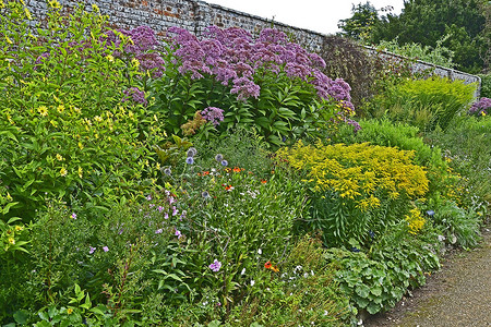 色彩缤纷的花园边界与大紫茎泽兰