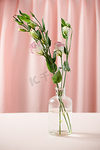 洋桔梗花在粉红色背景的瓶子里。