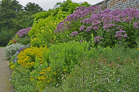 色彩缤纷的花园边界，混合种植和大型紫茎泽兰