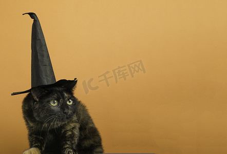 万圣节主题文字摄影照片_有趣的黑色多色猫，戴着黑色帽子，主题是万圣节女巫，橙色背景，有文字位置。