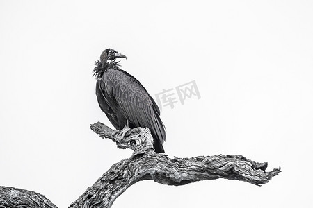 南非克鲁格国家公园的头秃鹫