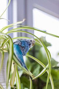 笼子摄影照片_一只美丽的蓝色虎皮鹦鹉没有笼子地坐在室内植物上。