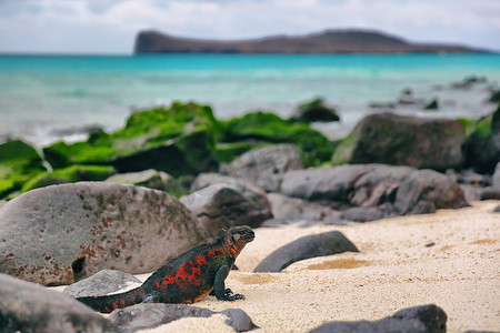 加拉帕戈斯群岛摄影照片_埃斯帕诺拉岛上的加拉帕戈斯群岛圣诞鬣蜥 - 海鬣蜥