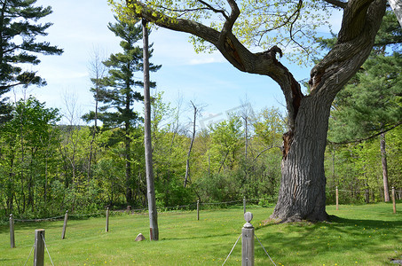 绿色杆子摄影照片_老树上的木制支架或杆子