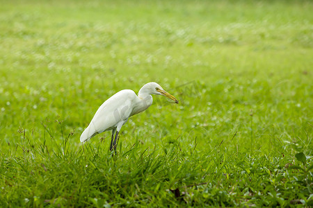 卤水熬制摄影照片_苍鹭、卤水、白鹭在草坪上行走。