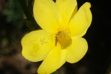 迎春花摄影照片_迎春花的黄色花。
