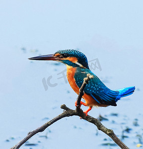 孟加拉国野生动物图片
