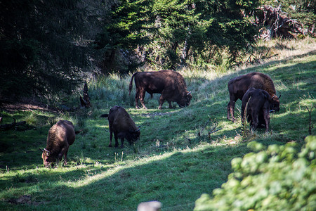 Rothaar 山脉森林中的野牛群