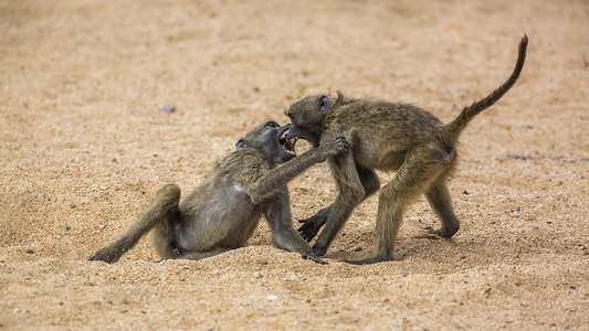 南非克鲁格国家公园的查克马狒狒