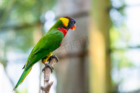 漂亮的彩虹摄影照片_绿色公园里的彩虹澳洲鹦鹉。