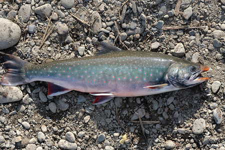 野生鲑鱼 - 鲑科鱼的属，通常称为 char 或 charr，深色身体上有粉红色斑点。