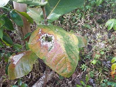 波多黎各瓜哈塔卡森林中带有昆虫孔洞的黄色和绿色叶子