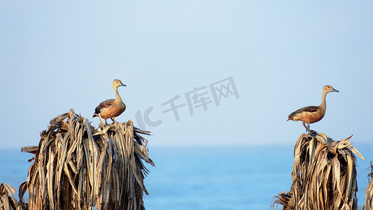 两只小印度哨鸭（Dendrocygna javanica），一种在树上筑巢的湿地水鸟，有棕色长脖子和深灰色喙腿，栖息在干树叶上。