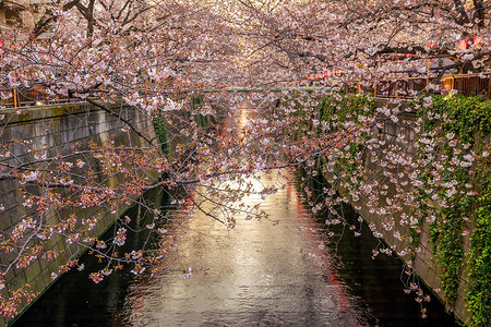 日本东京目黑运河的樱花或樱花