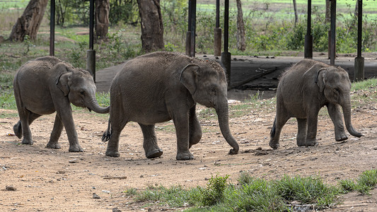 亲子小象摄影照片_在喂食期间，小象争先恐后地排在队列的第一位