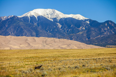 背景科罗拉多州与大沙丘国家公园的麋鹿