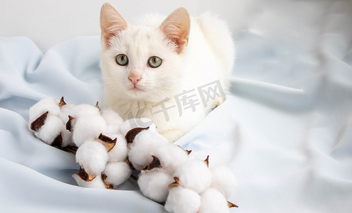 可爱的白色小猫躺在蓝色丝绸上的一根棉花附近