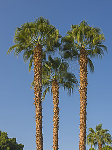 大枣棕榈树抽象视图仰望天空