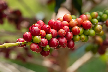 咖啡树树枝上的樱桃咖啡豆
