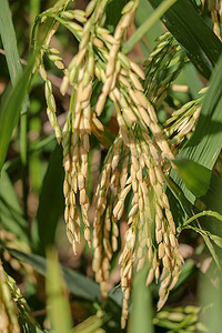 在有机田、农业浓缩中关闭水稻或水稻的耳朵