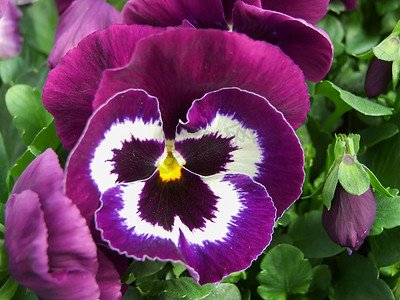 五颜六色的三色堇花的紫色和白色花三色堇特写