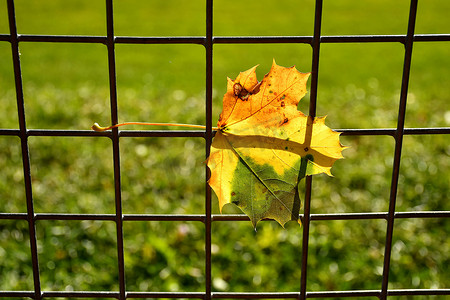 彩色枫叶摄影照片_背光栅栏中的秋季彩色枫叶