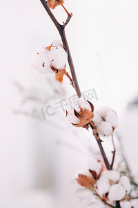 冬季通风摄影照片_婚礼桌上装饰着蓬松的花朵，冬季风格