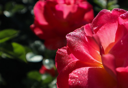 阳光明媚的日子里，花园里带着露珠的美丽红玫瑰。