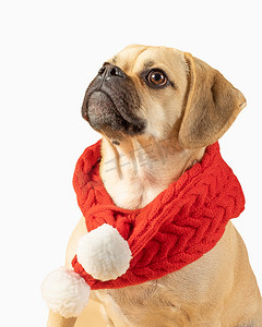 戴着红色时尚围巾的可爱小哈巴狗的肖像
