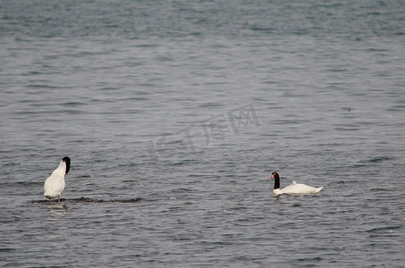 黑颈天鹅 Cygnus melancoryphus 在海上。