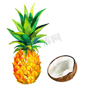 矢量菠萝和椰子插画。