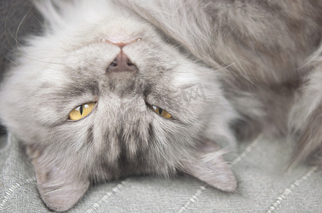 家庭环境摄影照片_在家庭环境中睡在沙发上的长毛灰猫。