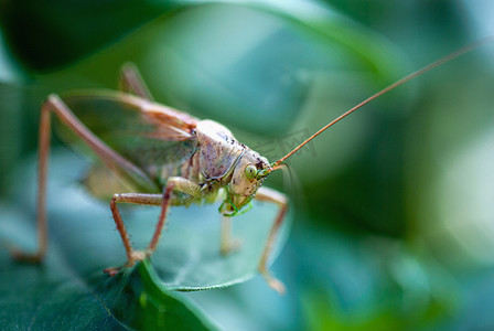 园林背景摄影照片_植物叶子上的绿色蝗虫，园林害虫