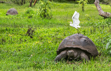 加拉帕戈斯群岛圣克鲁斯岛上的加拉帕戈斯巨龟和白鹭