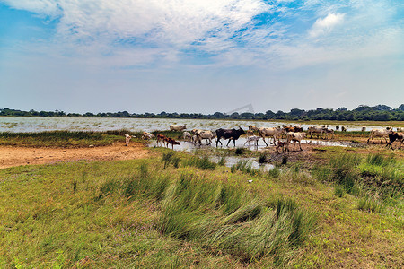 鸭小腿摄影照片_亚洲母牛公牛牛景观
