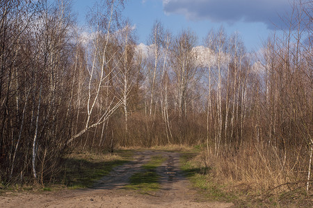 2021年4月8日乌克兰基辅附近小白桦林的林道