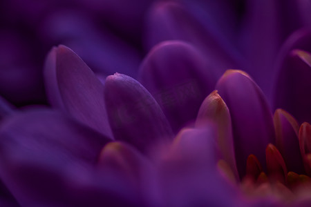 中的鲜花摄影照片_盛开的紫色雏菊花瓣，抽象花卉艺术背景，春天大自然中的花朵香水香味，婚礼，奢华美容品牌假日设计