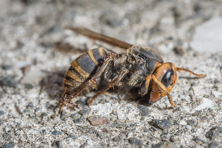 蚂蚁爬上死黄蜂