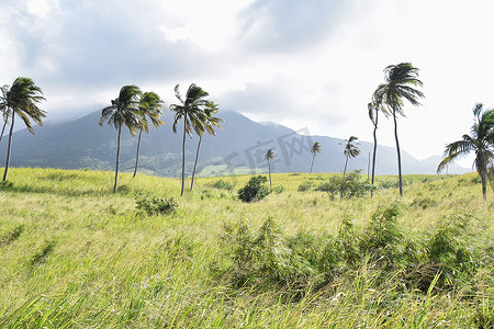 圣基茨岛的王棕榈树在风中弯曲