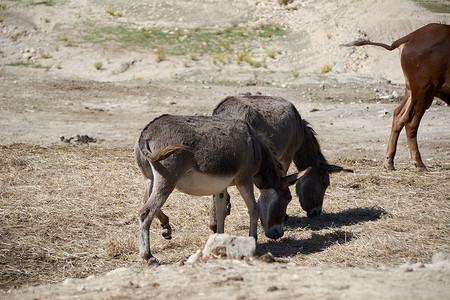 驴子在干燥的大广场上吃东西