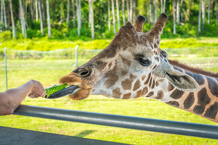 升高长颈鹿摄影照片_动物园游客从升高的平台上喂长颈鹿